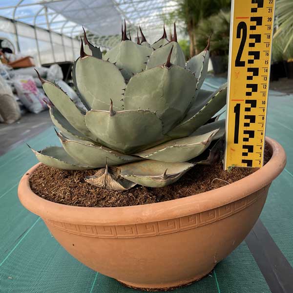 楽天市場】【送料無料】アガベ パリー トルンカータ トランカータ