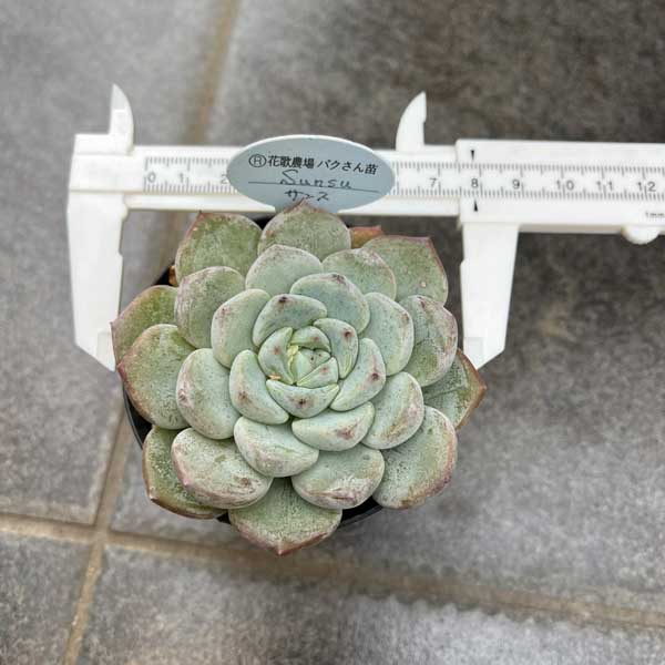 楽天市場】多肉植物 苗 サンス Sunsu ハイブリッド パクさん苗 韓国苗