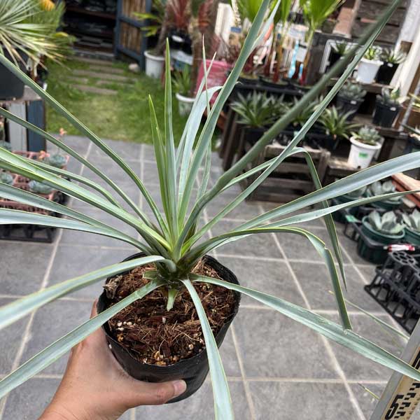 観葉植物 ユッカリギダ」の人気商品一覧 | 安い商品を通販サイトから