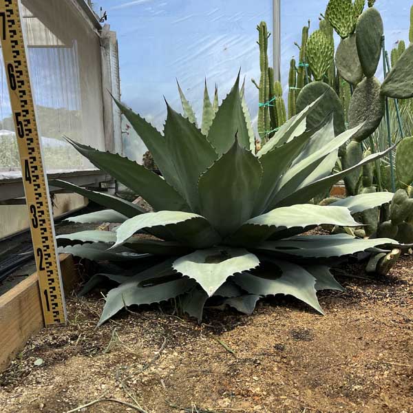 楽天市場】【送料無料】アガベ オバティフォリア フロスティブルー