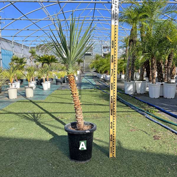 楽天市場】ドライガーデン（サイズ（植木鉢）10 ～ 12号）の通販