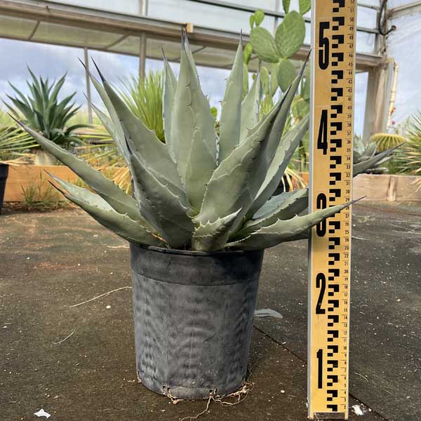 楽天市場】【送料無料】アガベ パリー コウエシー 吉祥天 新築祝い