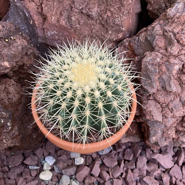 楽天市場】金鯱 キンシャチ ゴールデンバレルカクタス 玉サボテン