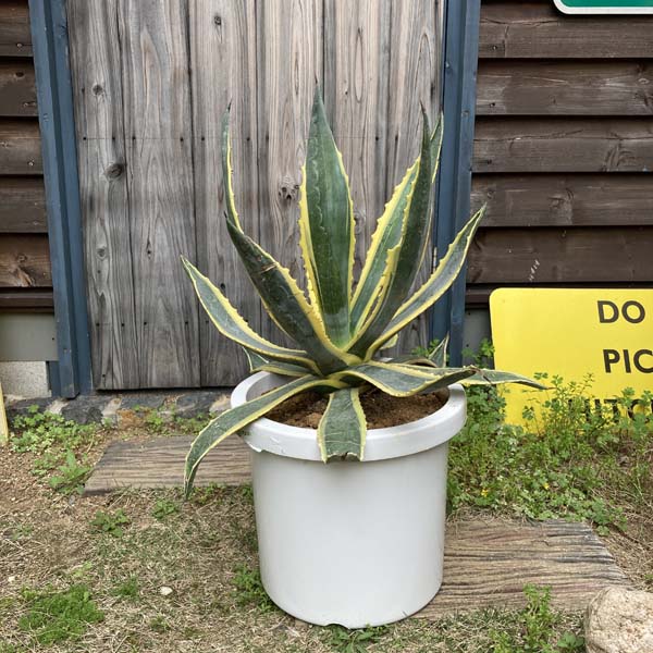 楽天市場】【送料無料】アガベ アメリカーナ 斑入り 10号 観葉植物 お