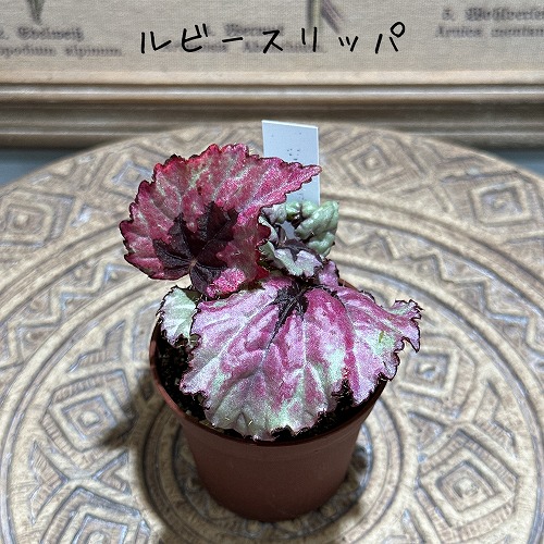 楽天市場】観葉植物 種類選べる ベゴニア 2号 バージョンII インテリア