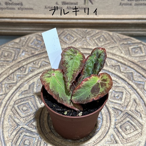 楽天市場】観葉植物 種類選べる ベゴニア 2号 バージョンII インテリア