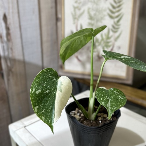 楽天市場】【個体おまかせ価格】モンステラ タイコンステレーション