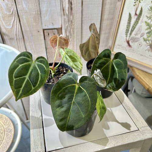 楽天市場】アンスリウム エースオブスペード 3号硬質黒ポット※葉傷み