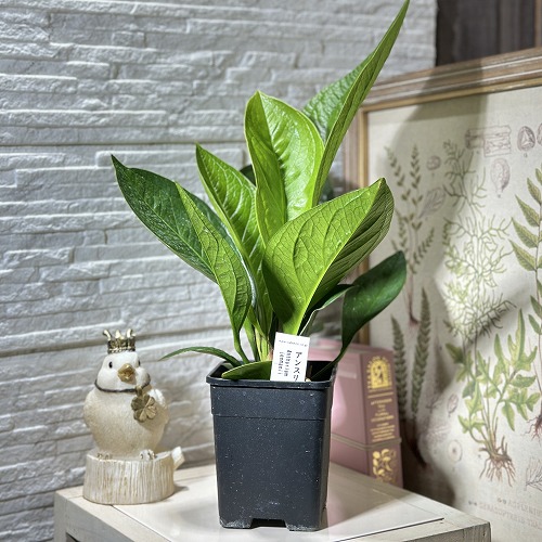 楽天市場】観葉植物 アンスリウム ジェンマニー 3.5号(個体おまかせ1鉢