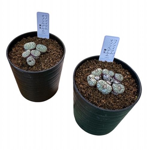 楽天市場】多肉植物 コノフィツム オブコルデルム 実生 2.5号(個体
