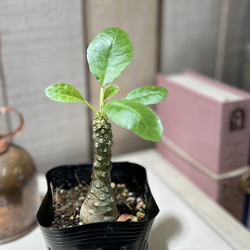 楽天市場】ドルステニア ギガスの通販