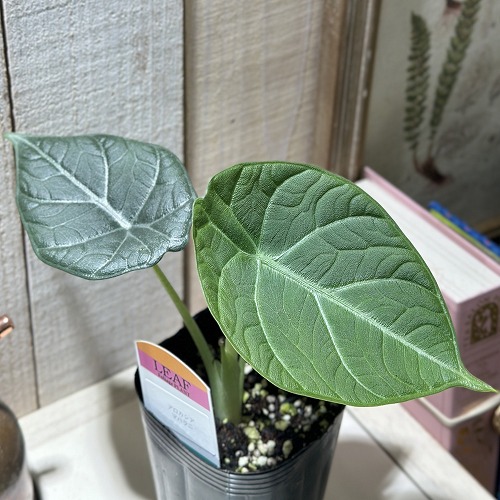 楽天市場】【間伸び気味】アロカシア マハラニ 3号(個体おまかせ1鉢