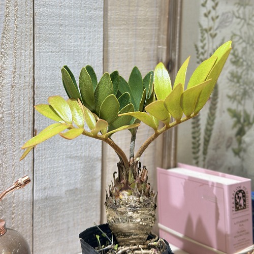 楽天市場】観葉植物 ザミア(メキシコソテツ) 3号ポット(個体おまかせ1