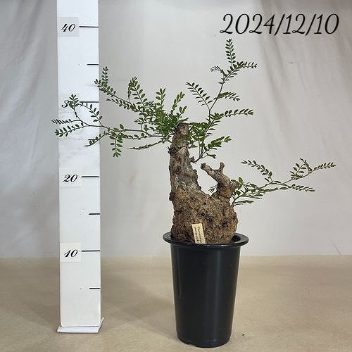 楽天市場】塊根植物 オペルクリカリア パキプス 4.5号ロング黒鉢(現品