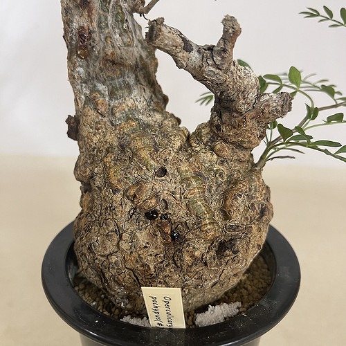 楽天市場】塊根植物 オペルクリカリア パキプス 4.5号ロング黒鉢(現品