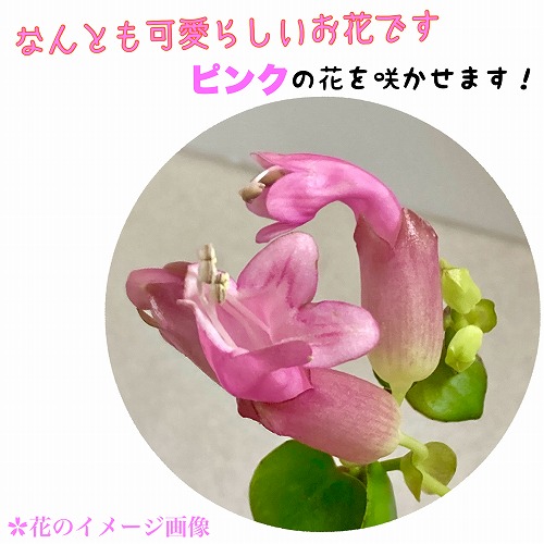 楽天市場】観葉植物 吊るす エスキナンサス タイピンク 5号吊り鉢(底面