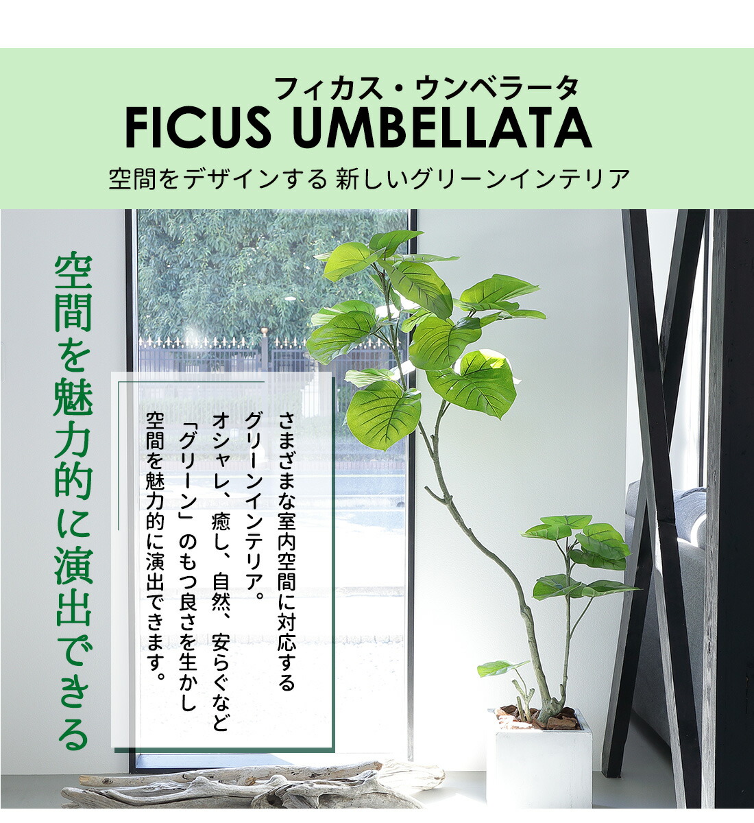 楽天市場】【5%OFFクーポン！お買い物マラソン】フィカス