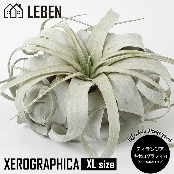 楽天市場】【25日は10%OFF！】☆エアプランツ チランジア