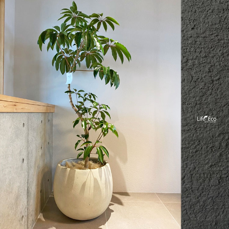 楽天市場】植木鉢 ファイバー製 おしゃれ 軽量 大型 テラニアス