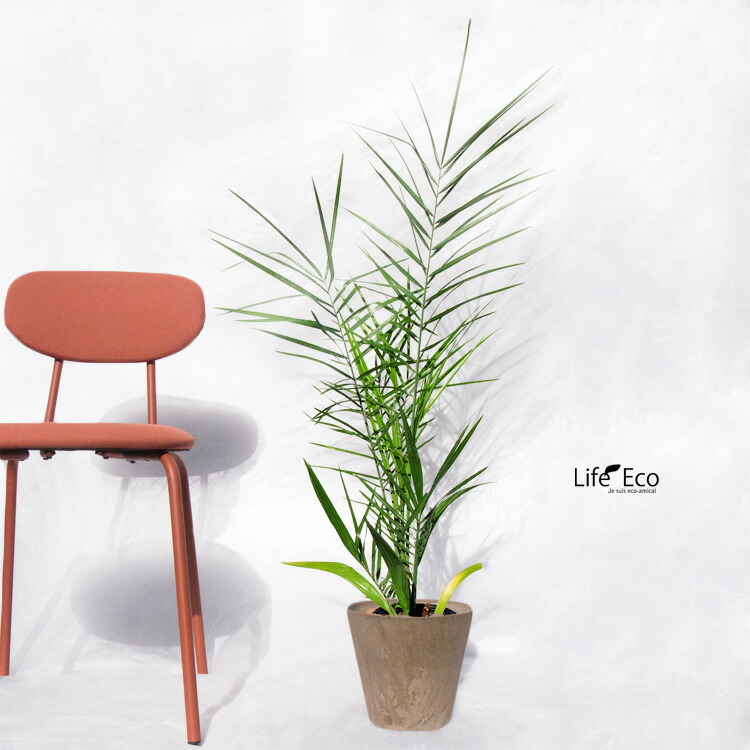 楽天市場】庭木・植木 フェニックス・シルベストリス（シルバーデーツ