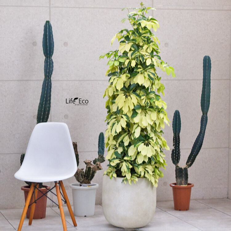 楽天市場】観葉植物 シェフレラ・ゴールドリーフ / 10寸・約W 50cm