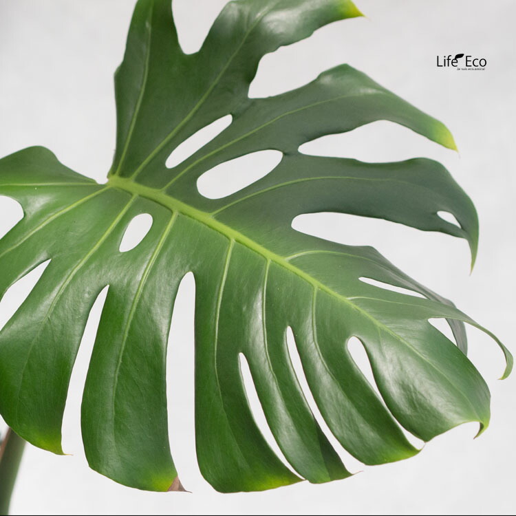 楽天市場】観葉植物 大型 モンステラ・デリシオーサ（根上がり仕立て