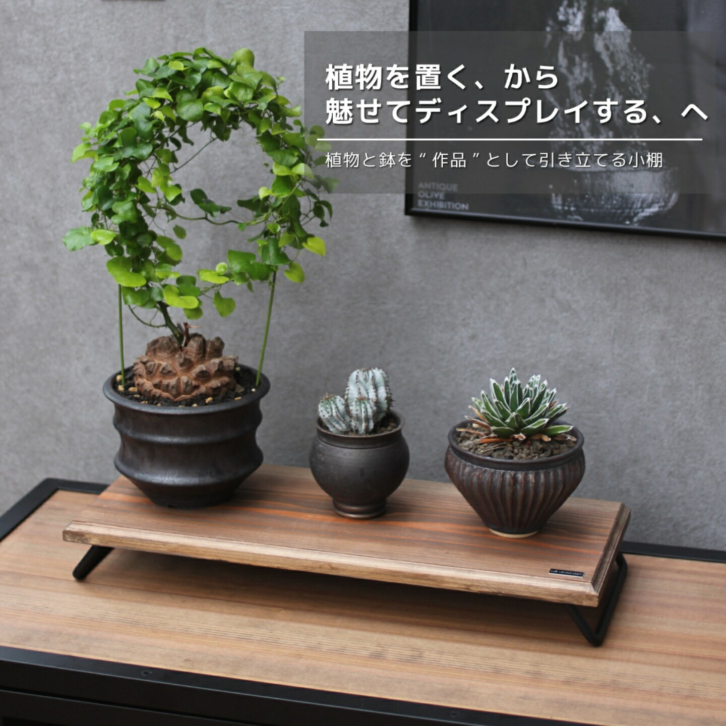 楽天市場】アガベ（フラワースタンド・園芸ラック｜ガーデニング・農業