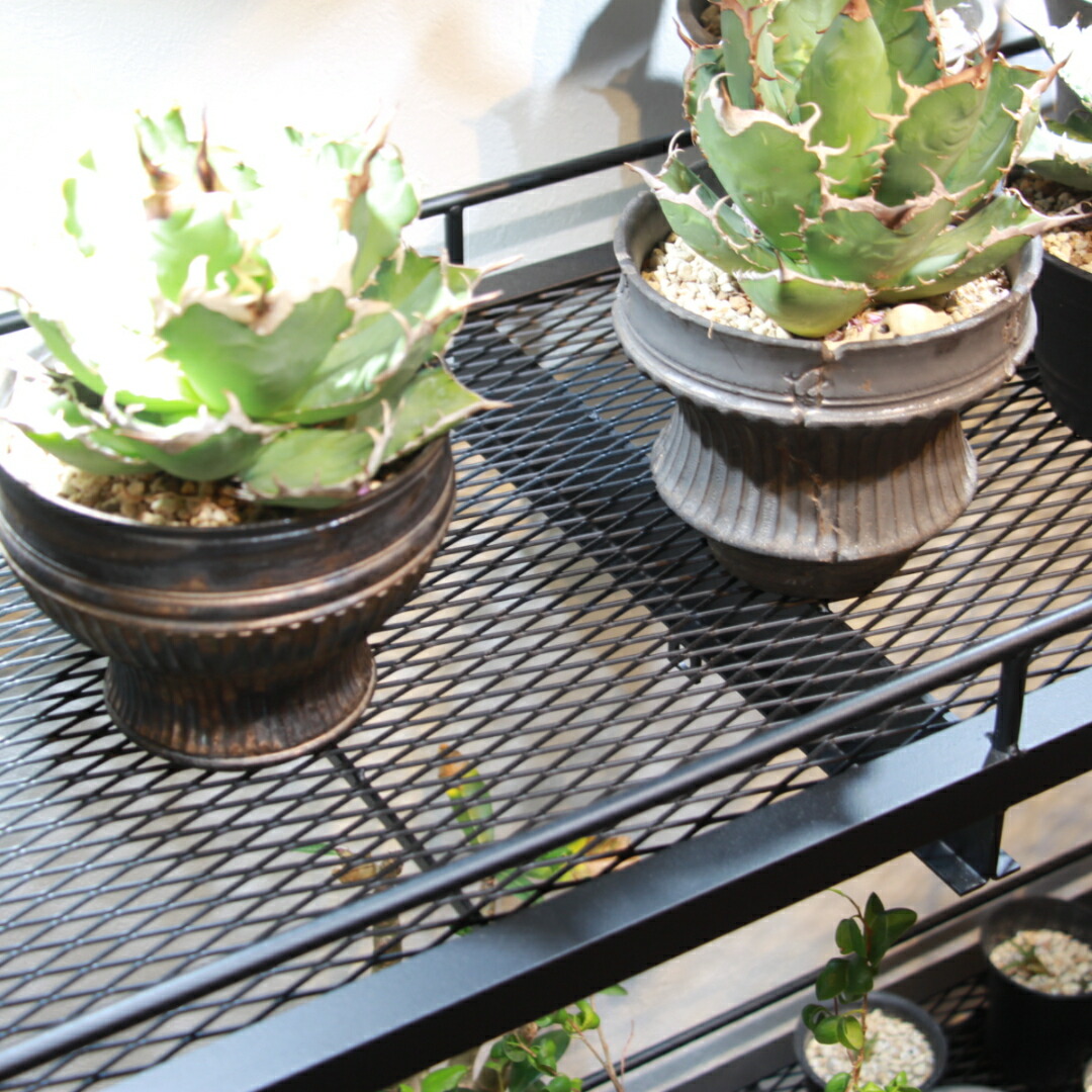 楽天市場】フルオーダー植物棚 アガベラック 塊根ラック 育成 育成