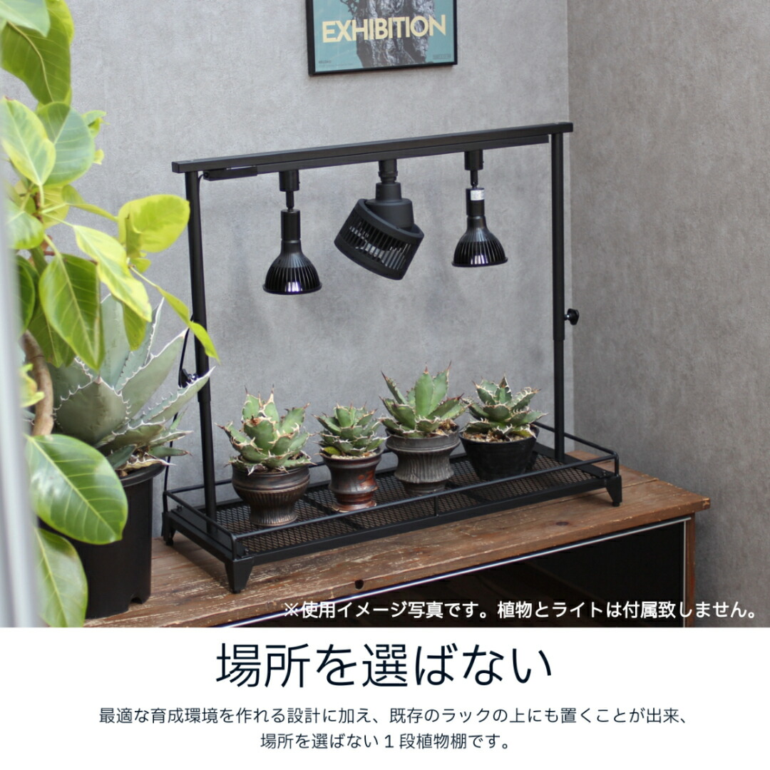 楽天市場】mini植物棚 植物棚 アガベ 塊根植物 観葉植物 アイアン