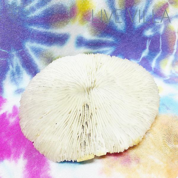 楽天市場】オブジェ インテリア サンゴ 珊瑚 さんご コーラル