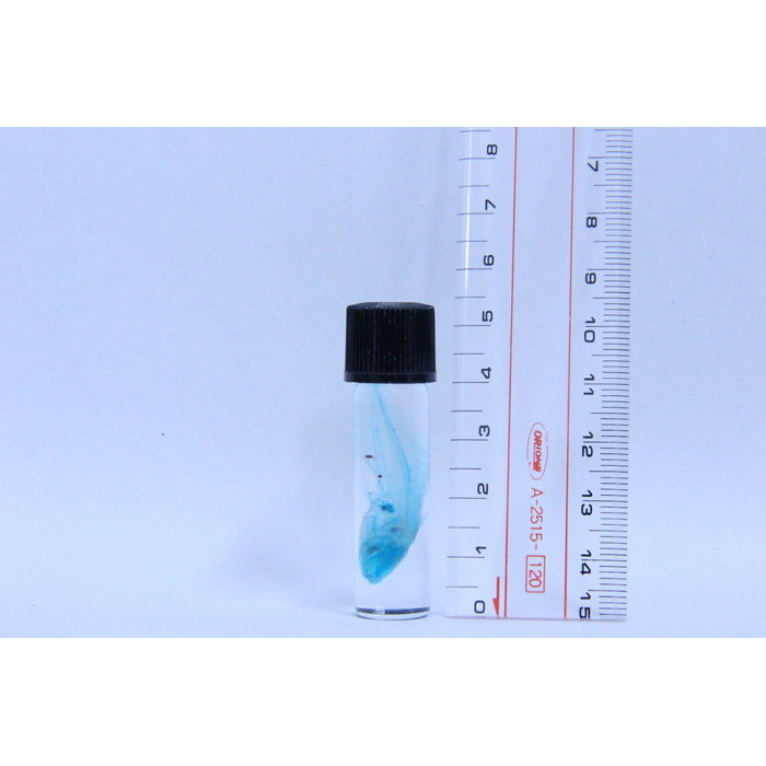 楽天市場】透明標本 ゴンズイ/条件付き送料無料！ skelton スケルトン