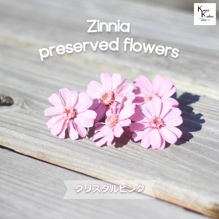 楽天市場】「大地農園！ドライフラワー「ジニア クリスタルピンク 5輪