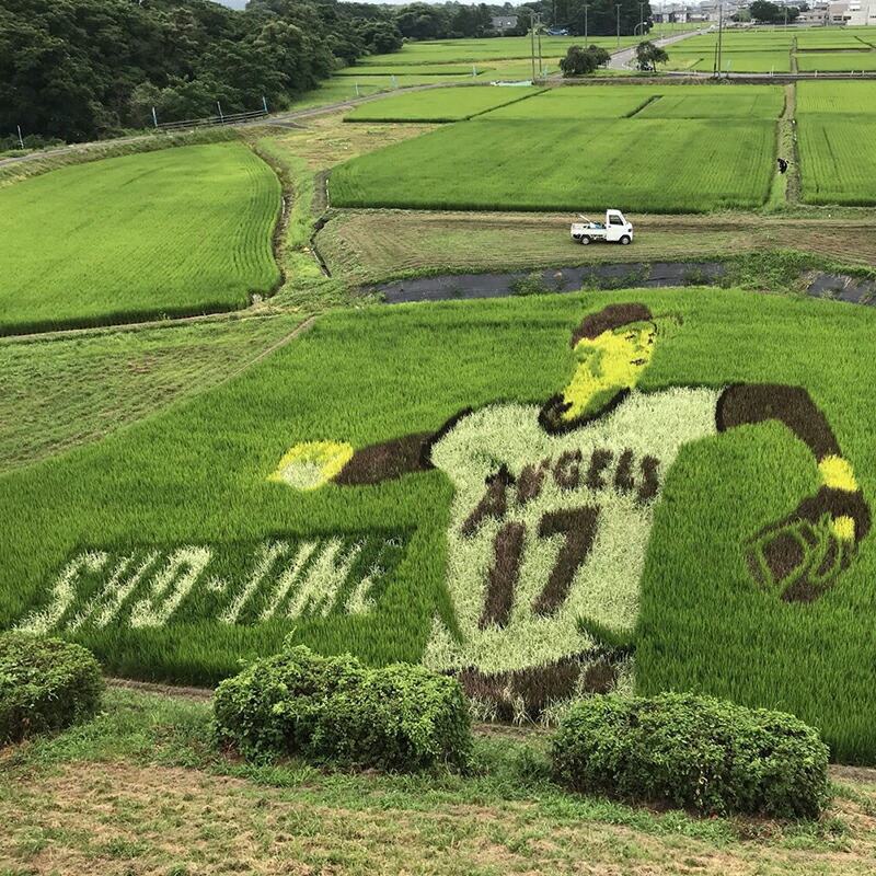 楽天市場】MLB公式【即日発送】大谷翔平 ボブルヘッド フィギュア 岩手