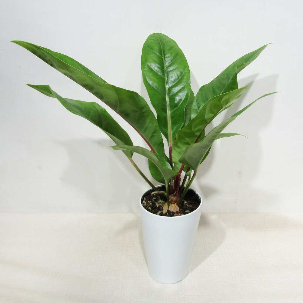 楽天市場】□観葉植物□アンスリウムハイブリッド （Anthurium hybrid