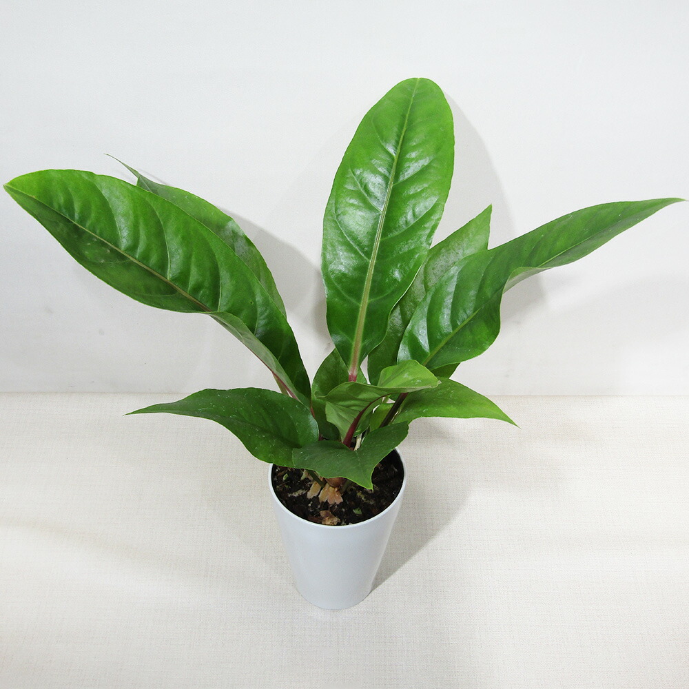 楽天市場】□観葉植物□アンスリウムハイブリッド （Anthurium hybrid