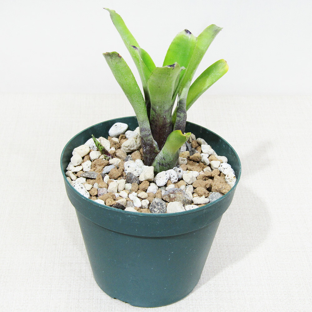 楽天市場】□SPECIES NURSERYさんのブロメリア□ ネオレゲリア