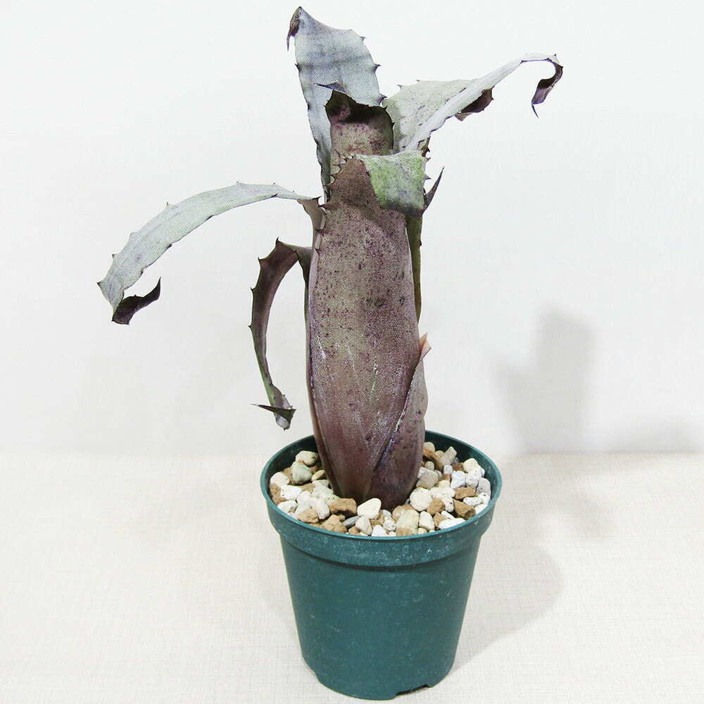 楽天市場】□SPECIES NURSERYさんのブロメリア□ ホヘンベルギア