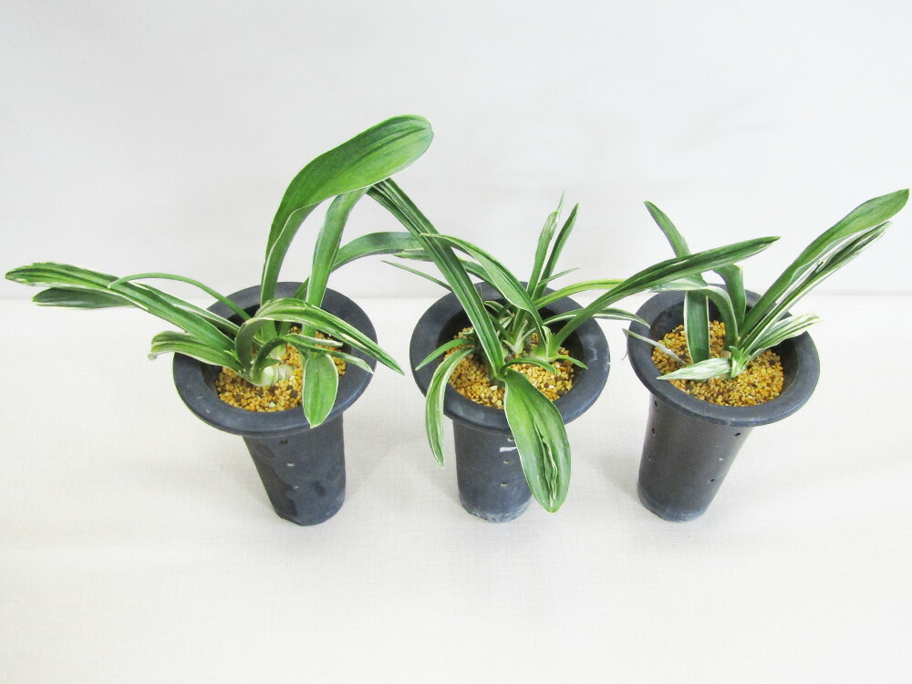 楽天市場】□観葉植物□ 再入荷！ オモト 万年青 黄金錦 3．5号