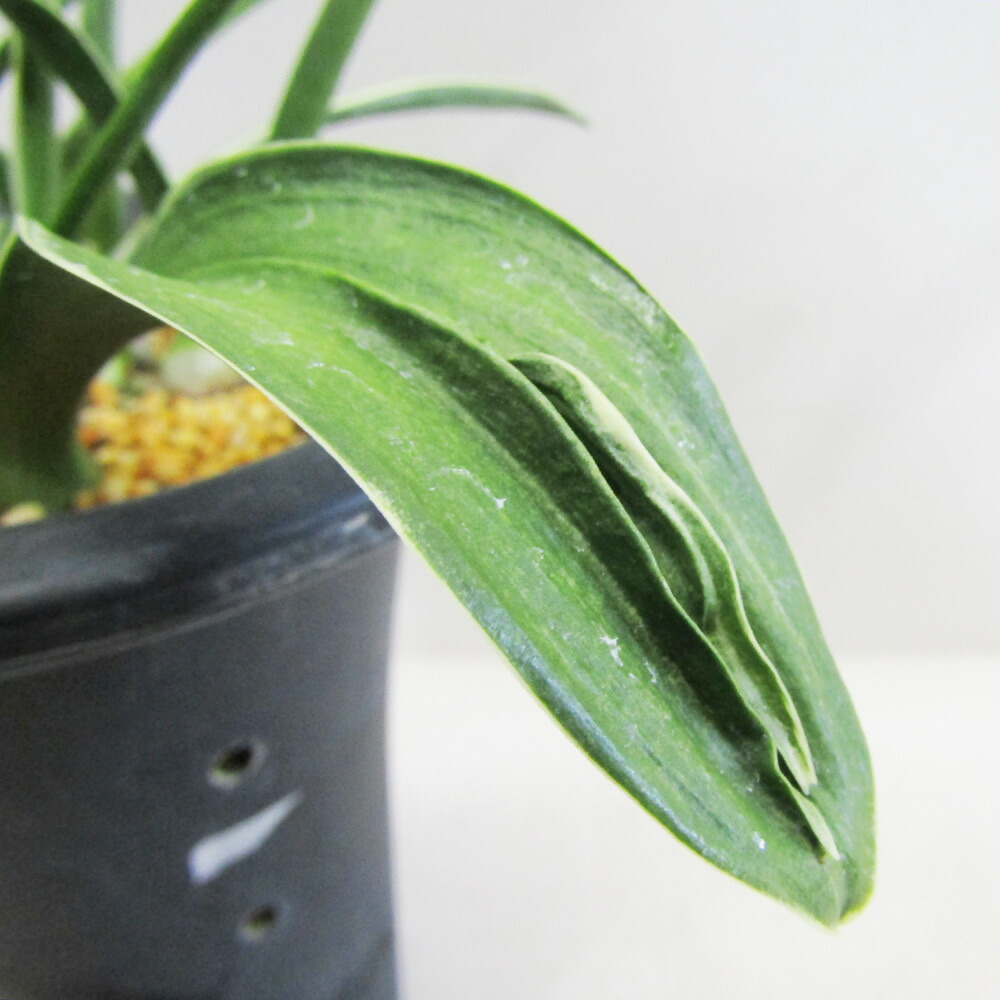 楽天市場】□観葉植物□ 再入荷！ オモト 万年青 黄金錦 3．5号