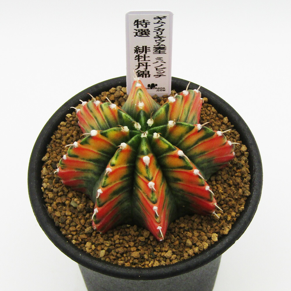 楽天市場】サボテン 緋牡丹錦（花・ガーデン・DIY）の通販