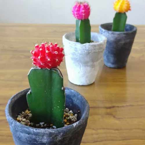 楽天市場】G□観葉植物□【送料無料】多肉植物ナチュラルポット