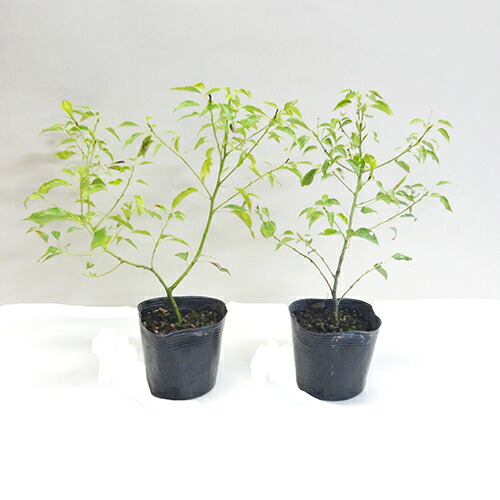 楽天市場】□良品庭木□矮性クスノキ3．5号ポット苗 : ペットエコ