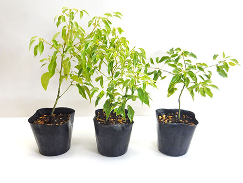楽天市場】□良品庭木□矮性クスノキ3．5号ポット苗 : ペットエコ