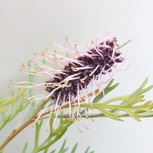 楽天市場】□南半球プランツフェア□ グレビレア ドーンパープル 5号