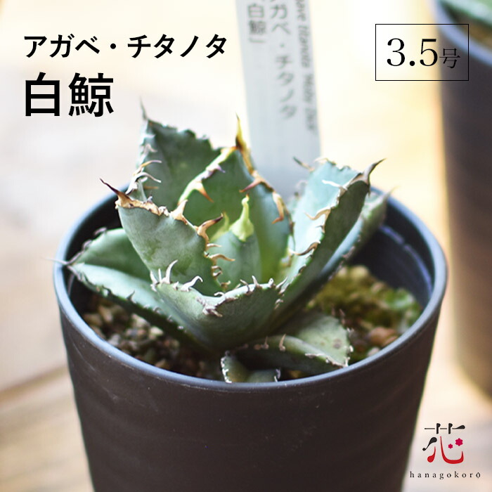 楽天市場 | 花ごころ 楽天市場店 - これを買えば間違いない！アガベ