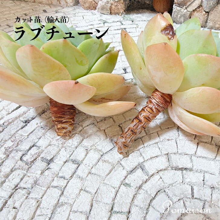 楽天市場】多肉植物 エケベリア 苗 カット苗 輸入苗 未発根 微発根