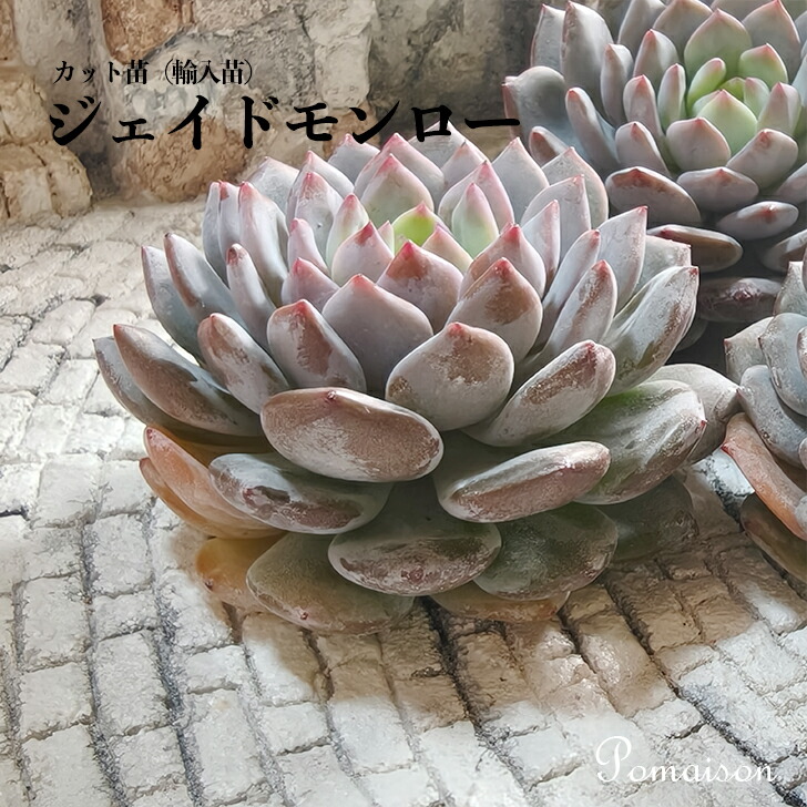 楽天市場】多肉植物 エケベリア 苗 カット苗 輸入苗 未発根 微発根