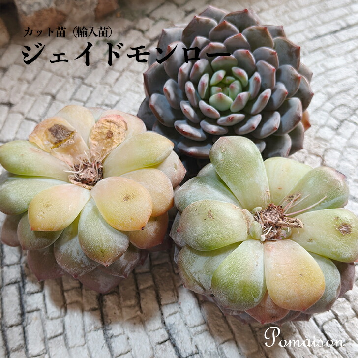 楽天市場】多肉植物 エケベリア 苗 カット苗 輸入苗 未発根 微発根