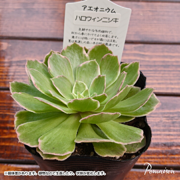 楽天市場】多肉植物 アエオニウム ピンクウィッチ リバーストーン