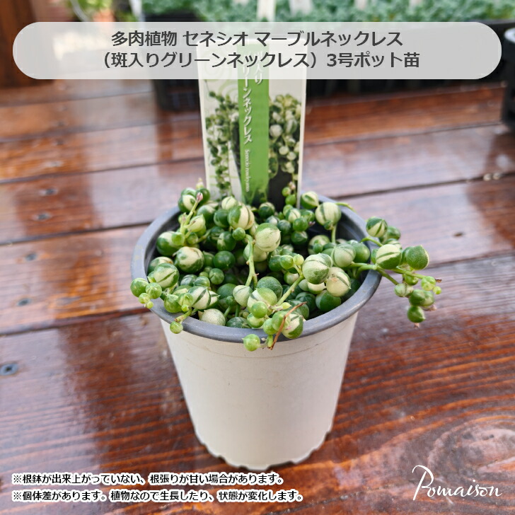 楽天市場】多肉植物 セネシオ グリーンネックレス 斑入り マーブル
